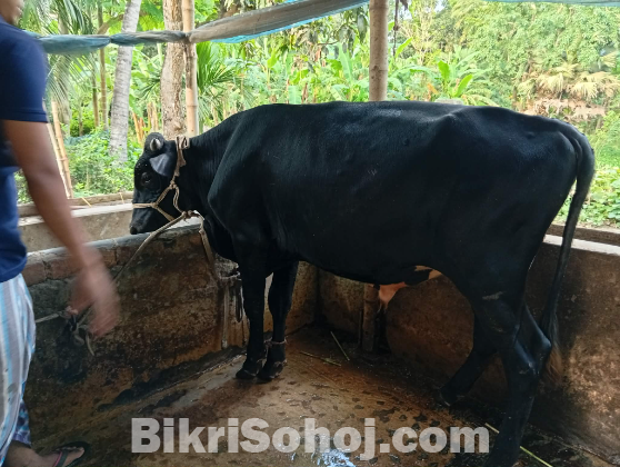 কোরবানির গরু বিক্রি হবে